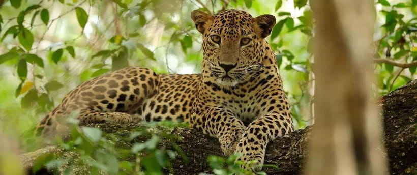 From Anuradhapura: Wilpattu National Park Half-Day Safari - The changing scenery between lakes and forest