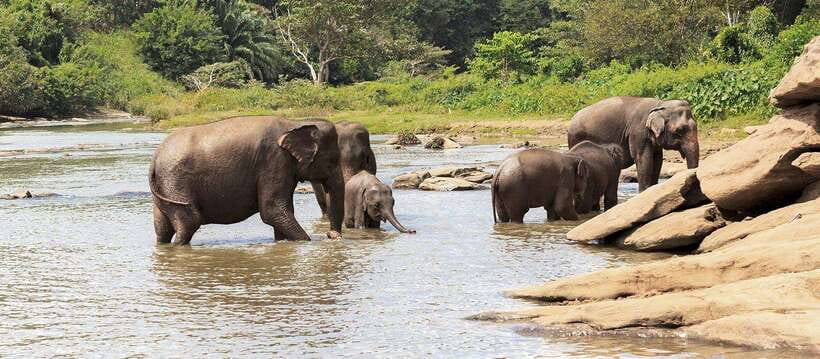 From Anuradhapura: Wilpattu National Park Half-Day Safari - Who will enjoy this safari most