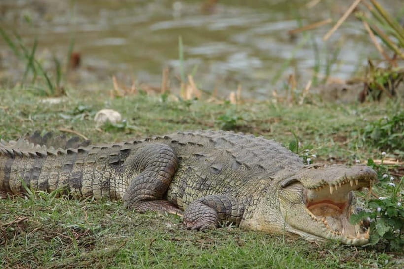 From Anuradhapura: Wilpattu National park Safari - Key points to know before you book
