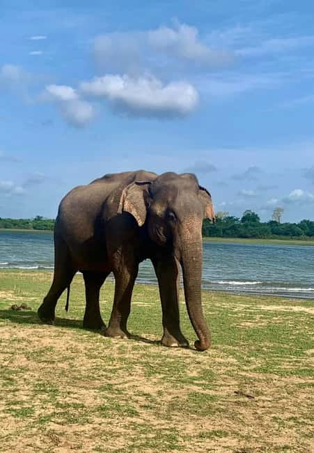 From Anuradhapura: Wilpattu National park Safari - Reaching Wilpattu from Anuradhapura