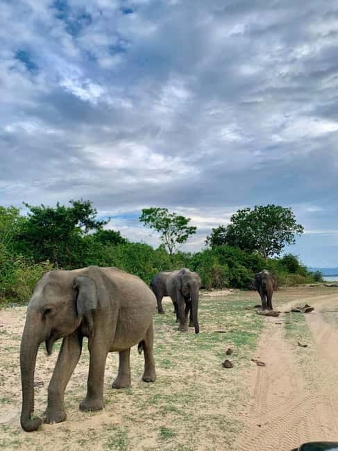 From Anuradhapura: Wilpattu National park Safari - Searching for leopards, elephants, and sloth bears