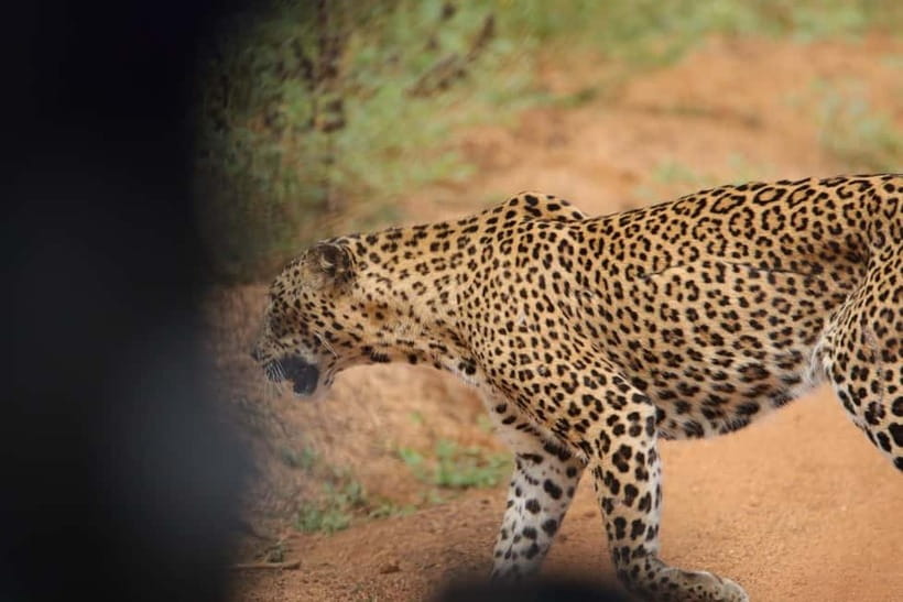 From Anuradhapura: Wilpattu National park Safari - Birds add color to the quiet stretches