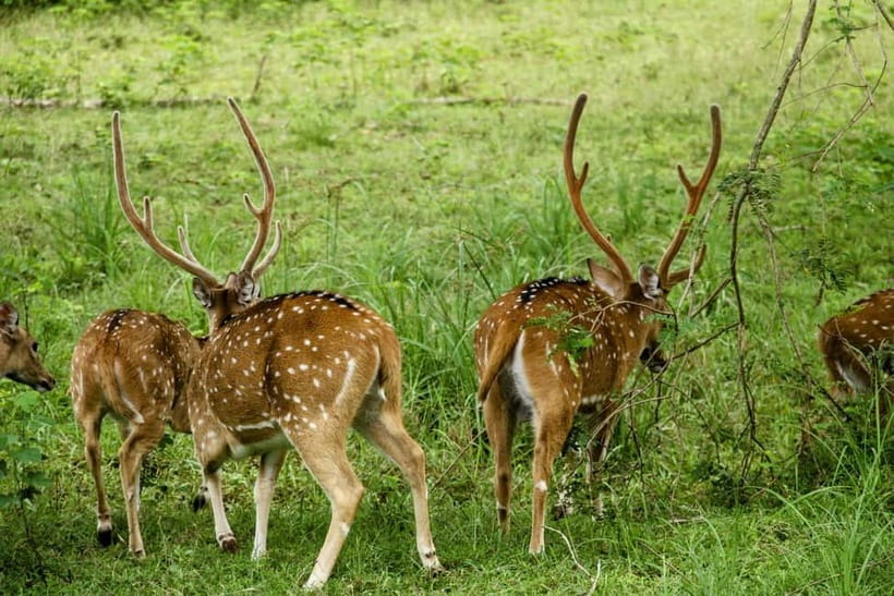 From Anuradhapura: Wilpattu National park Safari - How the guide can shape the day