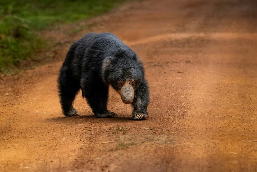 From Anuradhapura: Wilpattu National park Safari - What the $65 price really covers