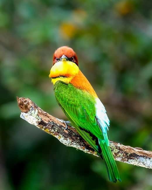 From Anuradhapura: Wilpattu National park Safari - Who should choose this Wilpattu safari?