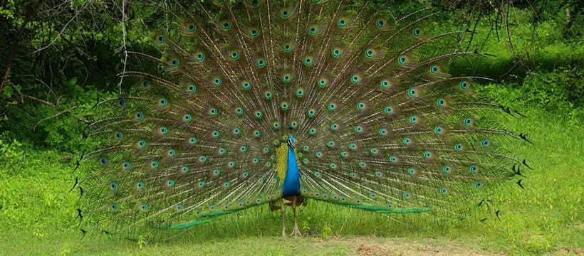 From Anuradhapura: Wilpattu National park Safari - Wilpattu’s lakes, forest, and open ground
