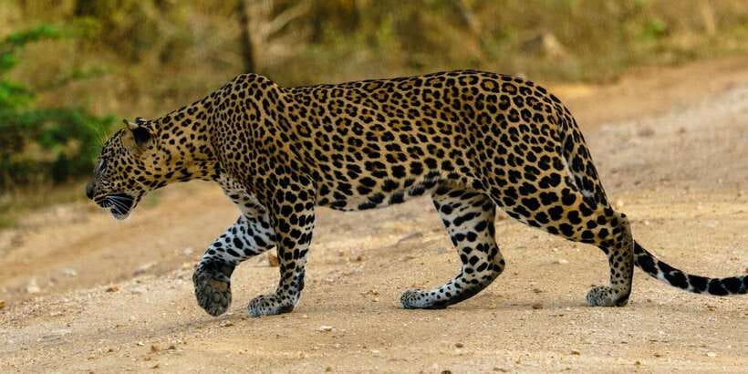 From Arugambay : Yala National Park Safari & Dropoff in Ella - Key points before you book