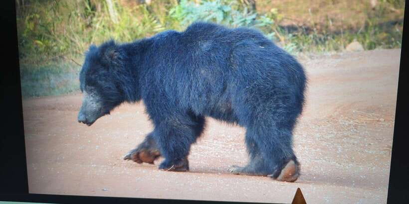 From Arugambay : Yala National Park Safari & Dropoff in Ella - Four hours among Yala’s forests and grasslands
