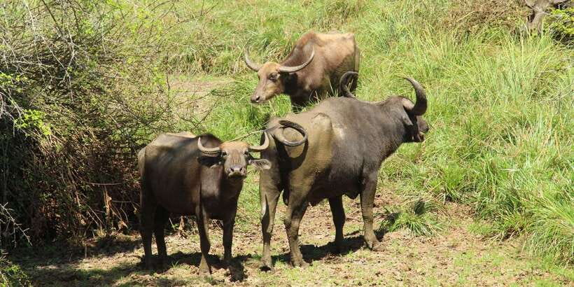 From Arugambay : Yala National Park Safari & Dropoff in Ella - Photography from the safari jeep
