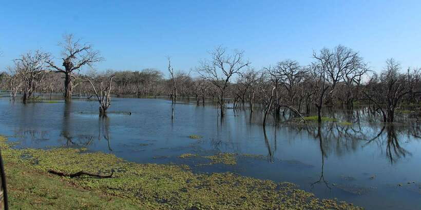 From Arugambay : Yala National Park Safari & Dropoff in Ella - The Ella drop-off adds real value