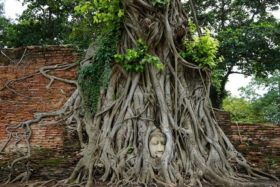 From Bangkok: Ayutthaya & Khao Yai National Park Day Trip - Why this Ayutthaya and Khao Yai pairing works