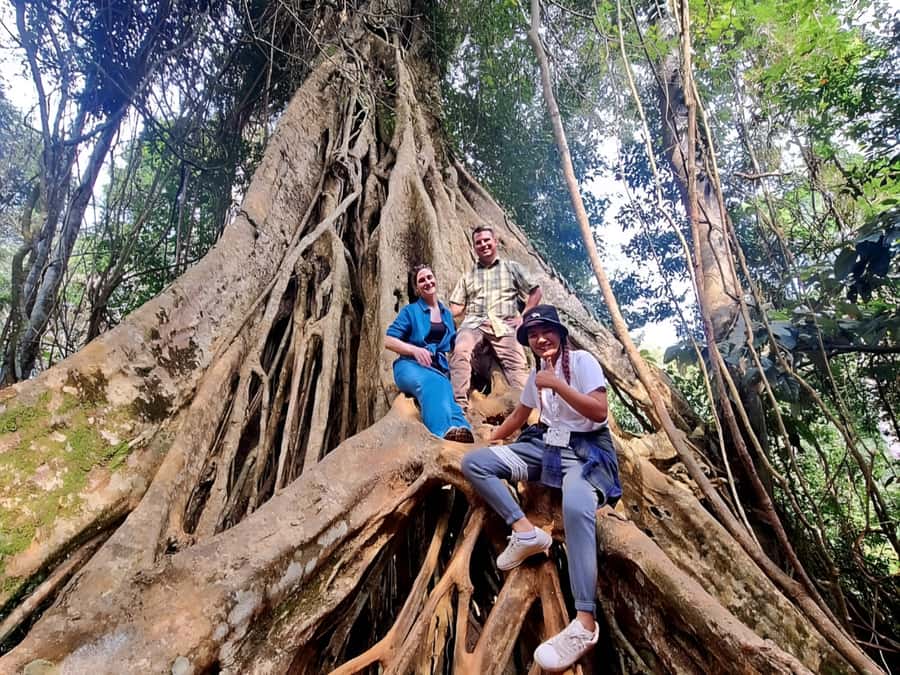 From Bangkok: Khao Yai National Park Jungle Trek with Lunch - Haew Suwat Waterfall and the film connection