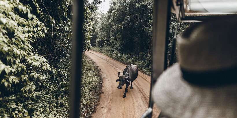 From Bentota: Full-Day Yala National Park Safari Tour - The safari Jeep and English-speaking driver