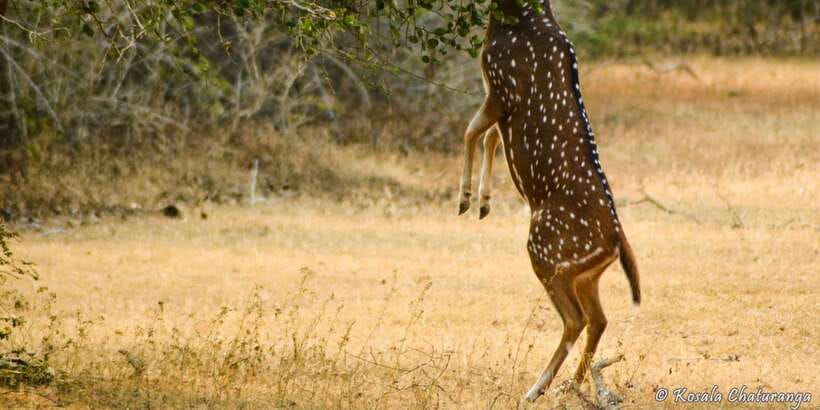 From Bentota: Full-Day Yala National Park Safari Tour - Who will get the most from this day trip