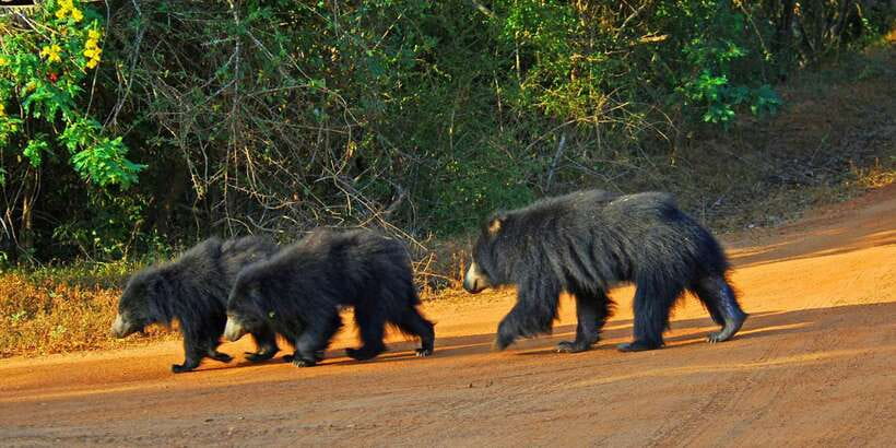 From Bentota: Full-Day Yala National Park Safari Tour - Arriving at Yala National Park