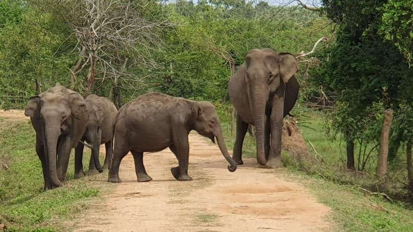 From Bentota - Yala National Park Full Day Safari Tour - Why Yala Is Worth the Long Day