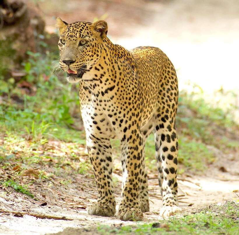 From Bentota - Yala National Park Full Day Safari Tour - The Early Pickup From Bentota and Nearby Towns