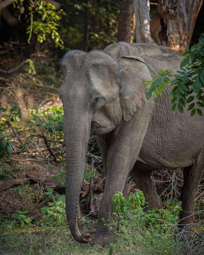 From Bentota - Yala National Park Full Day Safari Tour - Elephants, Deer, Buffalo, and Smaller Wildlife