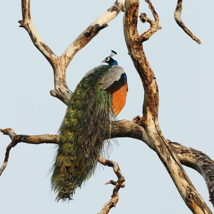 From Bentota - Yala National Park Full Day Safari Tour - How the Private Format Changes the Day