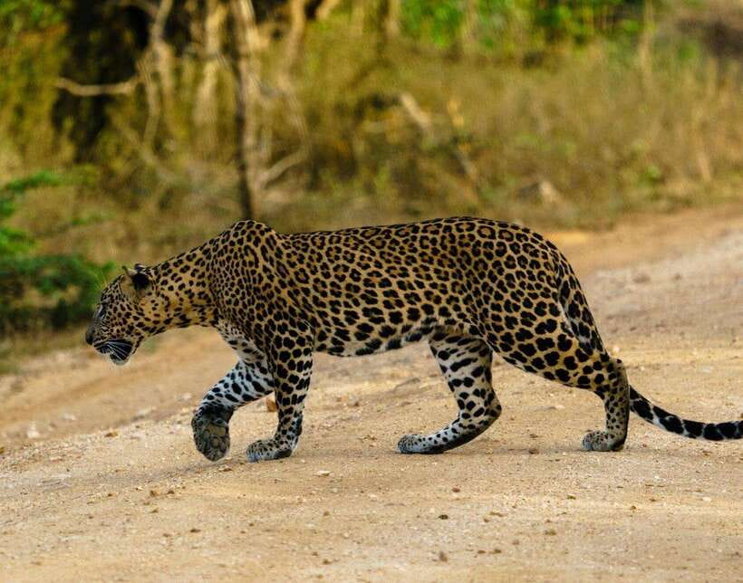 From Bentota - Yala National Park Full Day Safari Tour - Getting Into the Park at 6:00 am