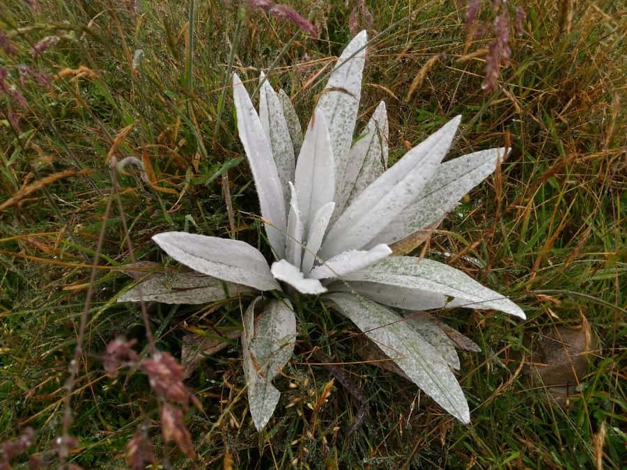 From Bogotá: Chingaza National Park Eco Tour - Why Chingaza feels so different from Bogotá