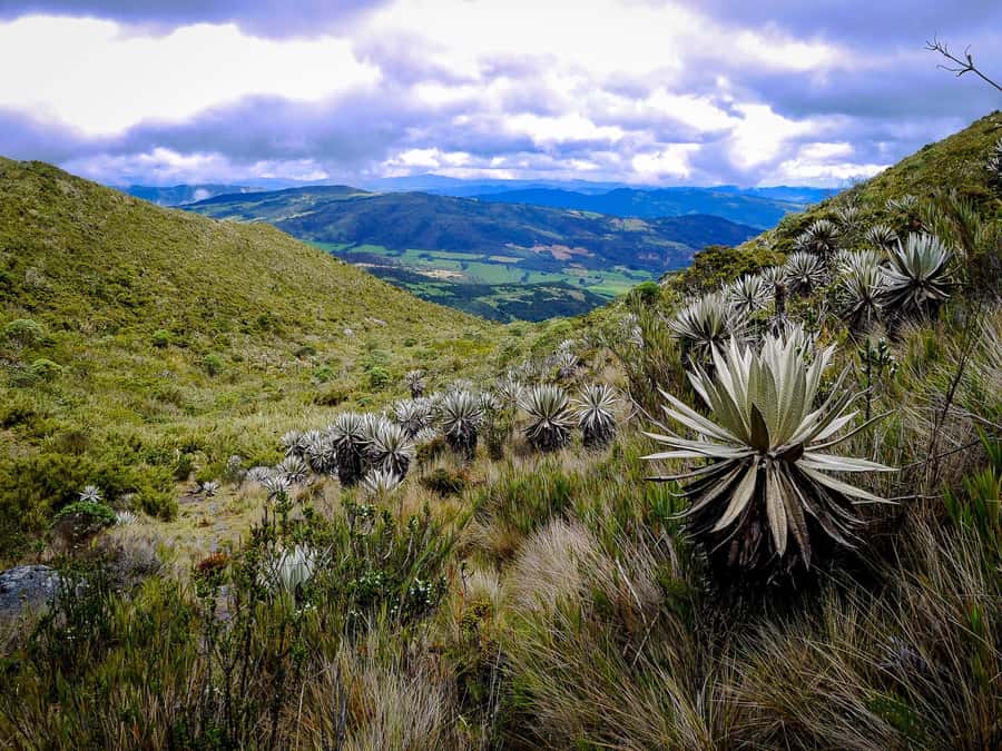 From Bogotá: Chingaza National Park Eco Tour - Piedras Gordas and the start of the Rincón del Oso Trail