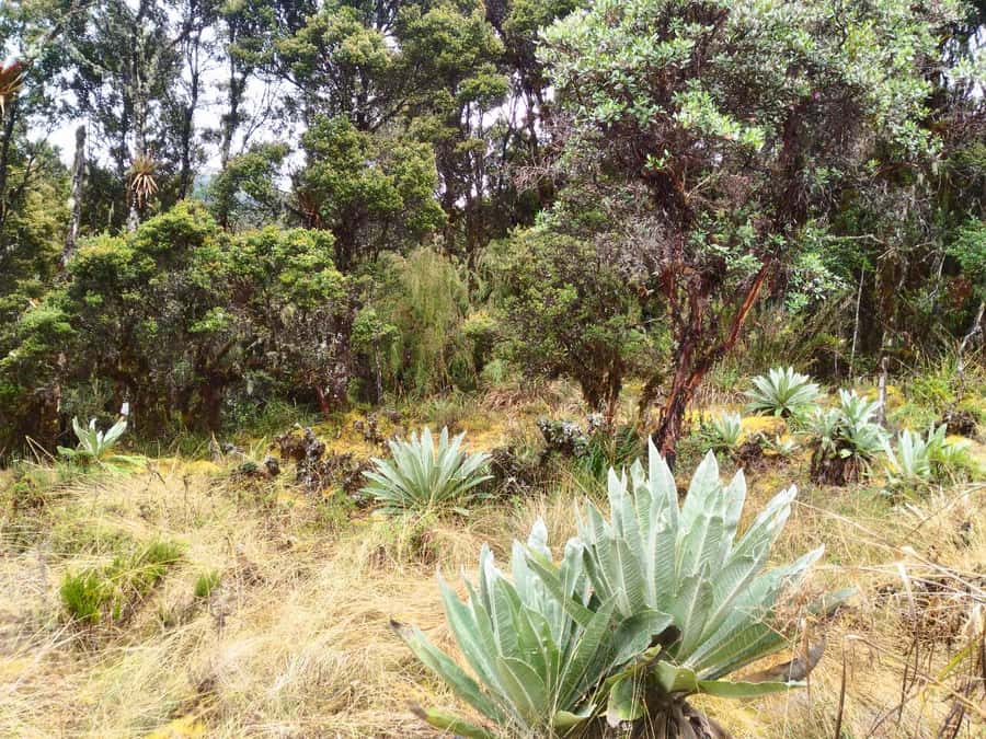From Bogotá: Chingaza National Park Eco Tour - Is the $158 price fair?