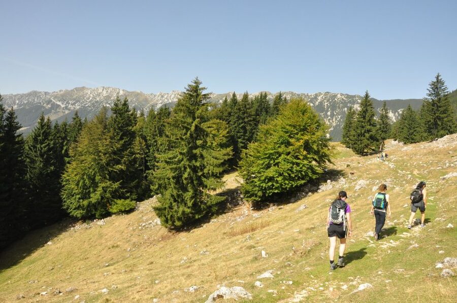 From Brasov: Piatra Craiului National Park Private Day Tour - Key Points at a Glance