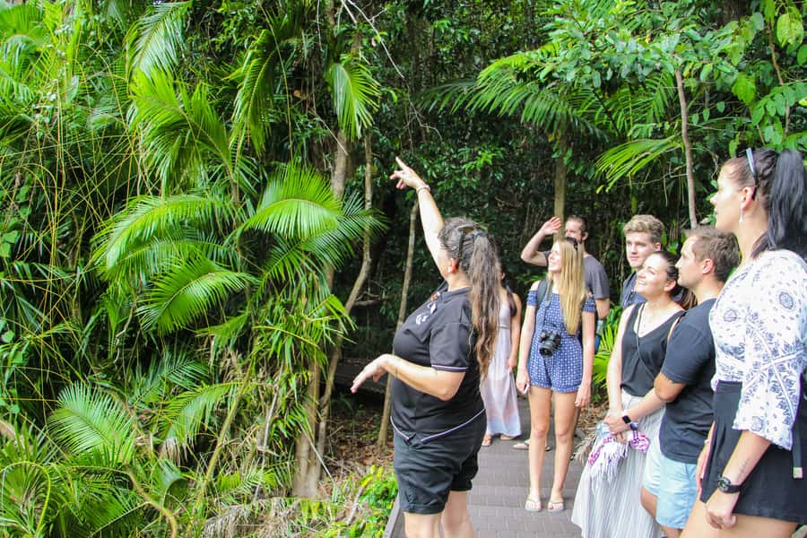 From Cairns: Daintree Wilderness & Cape Tribulation Bus Tour - Key points at a glance