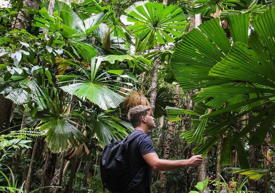 From Cairns: Daintree Wilderness & Cape Tribulation Bus Tour - A guided walk beneath the Daintree canopy