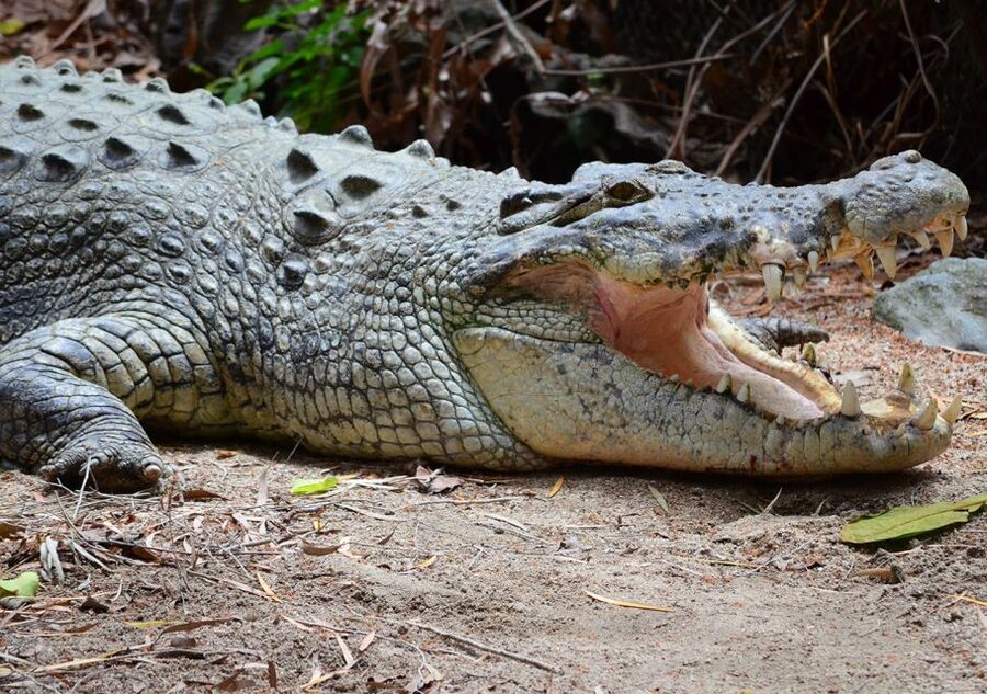 From Cairns: Daintree Wilderness & Cape Tribulation Bus Tour - The Daintree River cruise and its crocodile search
