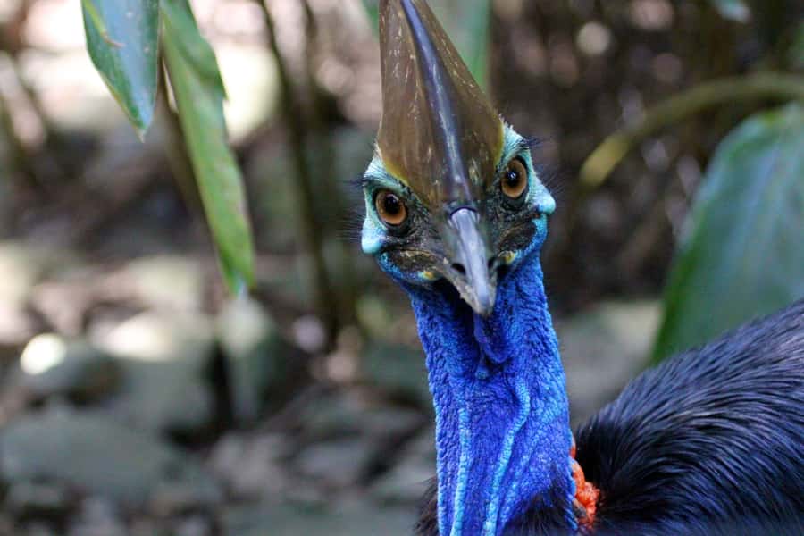 From Cairns: Daintree Wilderness & Cape Tribulation Bus Tour - Guide quality can shape the whole day