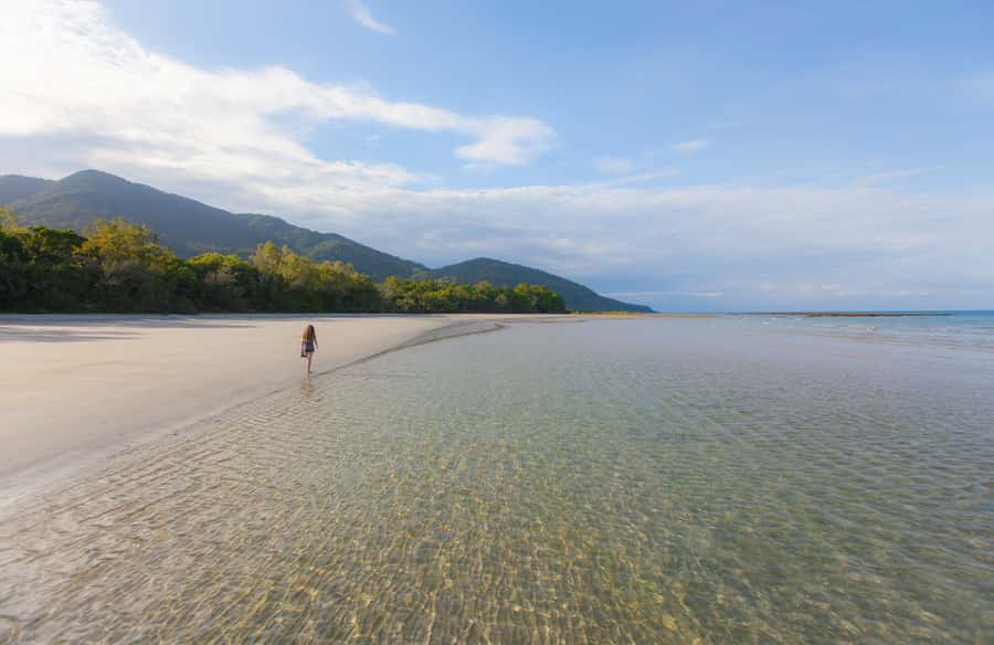 From Cairns: Daintree Wilderness & Cape Tribulation Bus Tour - Wildlife Habitat and five Australian animal settings