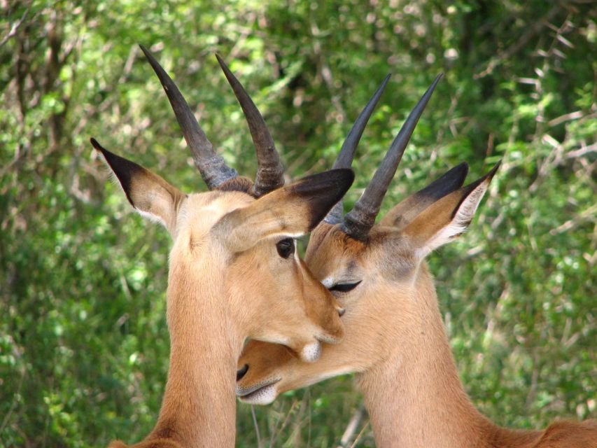 From Cape Town: Kruger National Park 2-Day Safari Trip - What the two-day Kruger plan really gives you