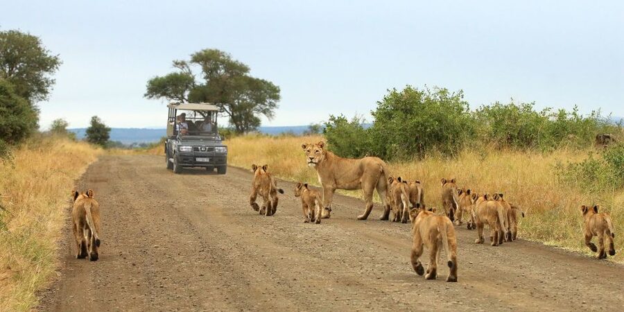 From Cape Town: Kruger National Park 2-Day Safari Trip - Leaving Cape Town for Johannesburg