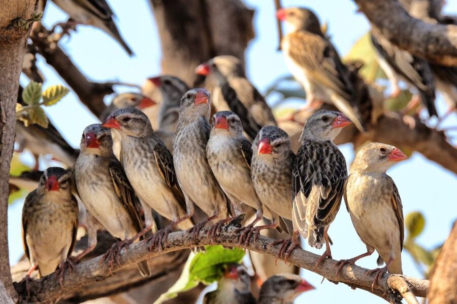 From Cape Town: Kruger National Park 2-Day Safari Trip - The afternoon safari inside Kruger National Park