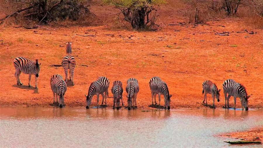 From Cape Town: Kruger National Park 2-Day Safari Trip - The Johannesburg to Mpumalanga road transfer