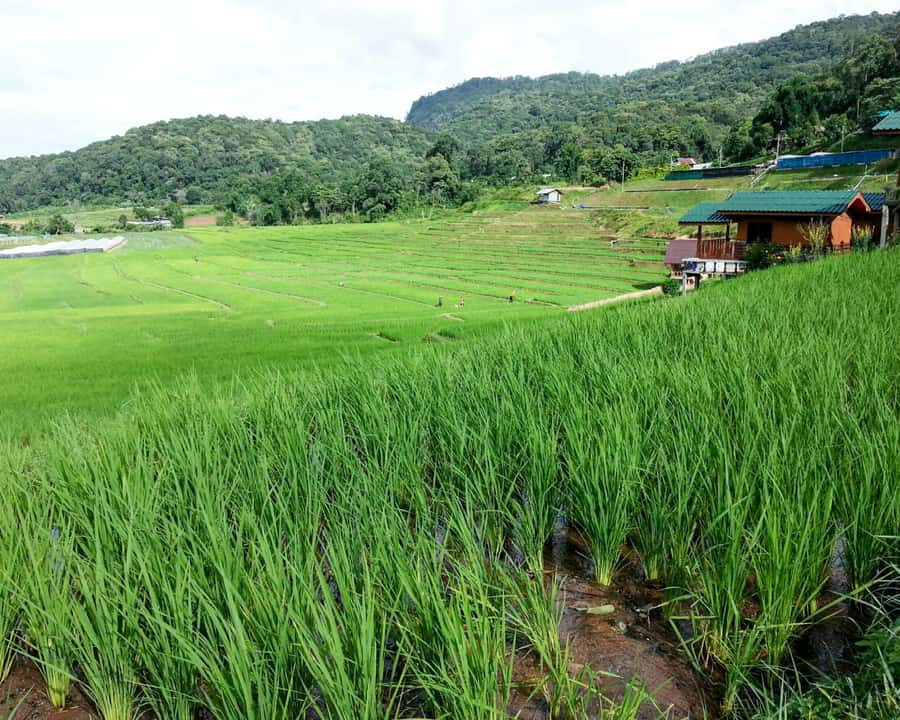 From Chiang Mai: Doi Inthanon National Park Day Trip & Hike - Key points at a glance