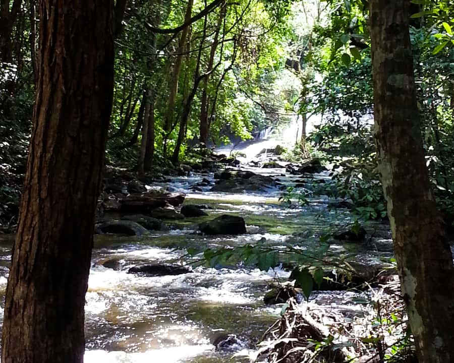 From Chiang Mai: Doi Inthanon National Park Day Trip & Hike - Angka Nature Trail and Thailand’s highest point