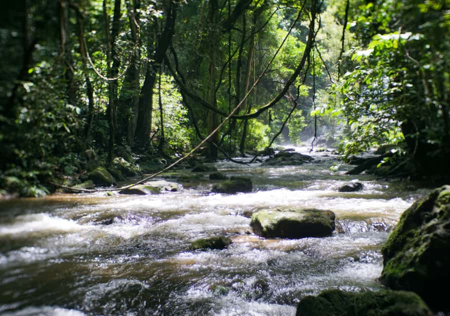 From Chiang Mai: Doi Inthanon National Park Day Trip & Hike - The Twin Pagodas and Hmong market