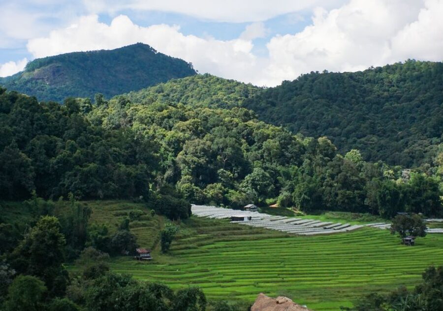 From Chiang Mai: Doi Inthanon National Park Day Trip & Hike - Pha Dok Siew Trail, waterfalls, and rice terraces