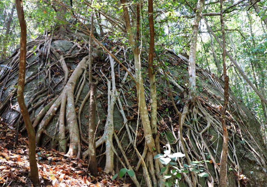 From Chiang Mai: Doi Inthanon National Park Hiking Tour - A 4km Trail Through Forest and Farmland