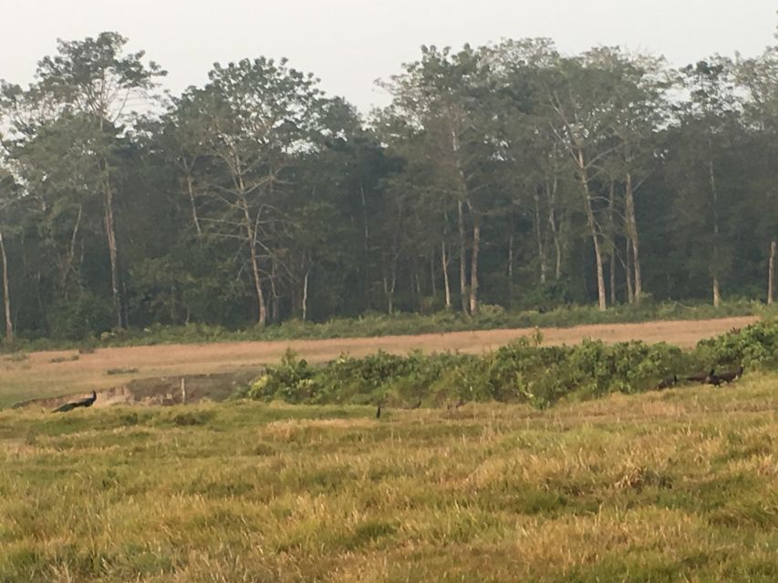 From Chitwan: Full Day Jeep Safari in Chitwan National Park - The river break and midday lunch