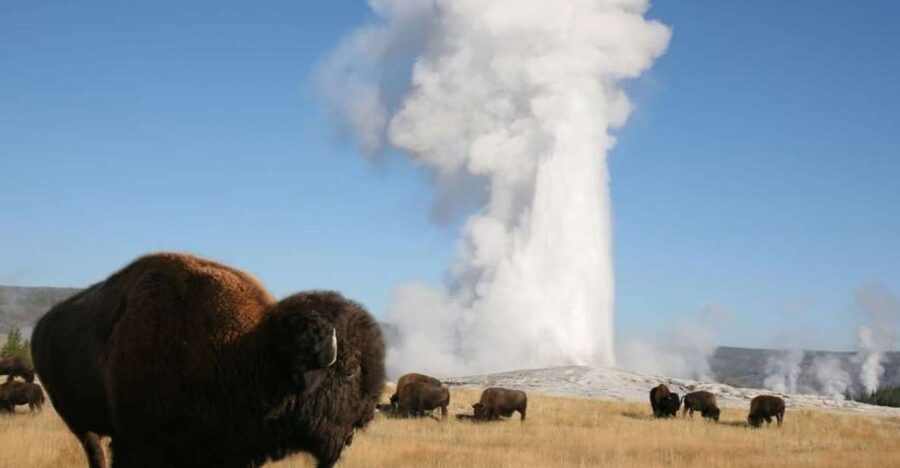 From Cody: Full-Day Yellowstone National Park Tour - Key points to know before booking