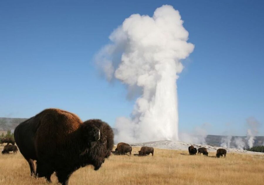 From Cody: Full-Day Yellowstone National Park Tour - West Thumb closes the loop beside Yellowstone Lake