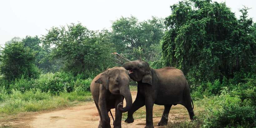 From Colombo: Private Minneriya National Park Day Safari - Booking flexibility and timing