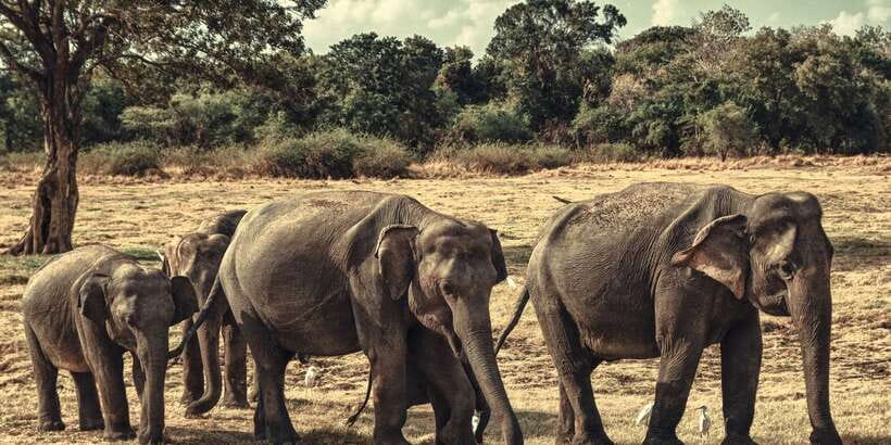 From Colombo: Private Minneriya National Park Day Safari - Why Minneriya is worth the long ride from Colombo