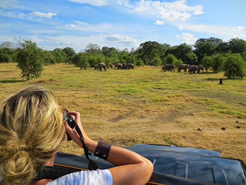 From Colombo: Private Minneriya National Park Day Safari - Lunch and the return to Colombo