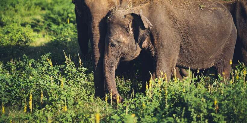 From Colombo: Private Minneriya National Park Day Safari - What the $105 price really covers