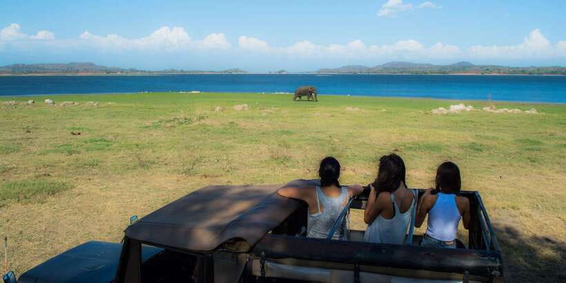 From Colombo: Private Minneriya National Park Day Safari - The guide and private hosting
